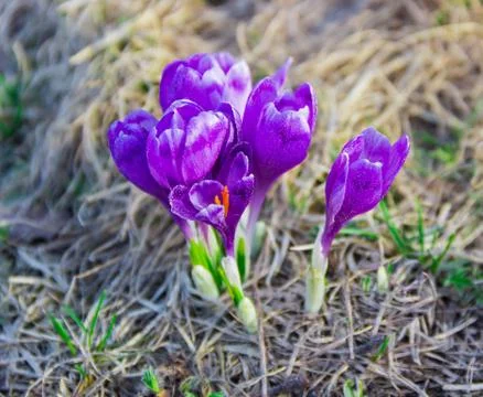Several crocus vernus against the backdrop of dry grass Stock Photos