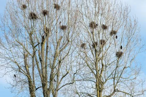 Several crows and their nests on trees Stock Photos