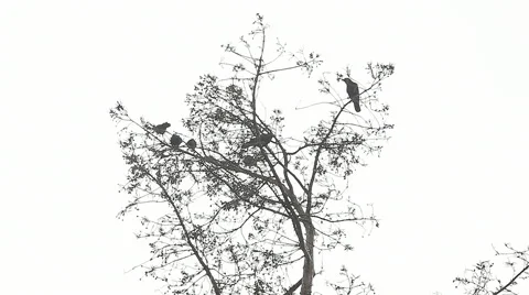 Several crows on an overcast day 스톡 동영상 44149803