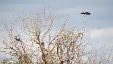 Several Crows Perch on a Tree Slow Motion Stock Footage 220295808