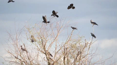 Several Crows Perch on a Tree Slow Motion 1 Stock Footage 220295830