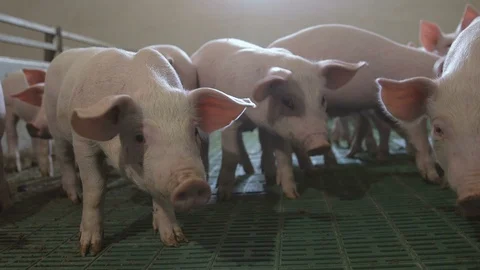 Several curious piglets standing, smelling and seeking straw in a pigfarm Stock Footage 107606330
