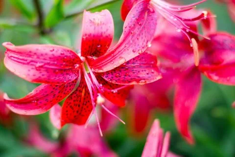 Several current and future red lilies blooming in the garden Stock Photos