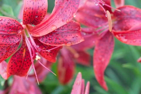 Several current and future red lilies blooming in the garden Stock Photos