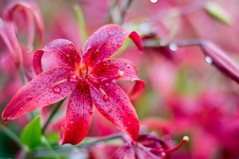 Several current and future red lilies blooming in the garden Stock Photos