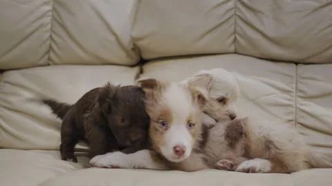 Several cute puppies are lying on the sofa in the living room Stock Footage 249669569
