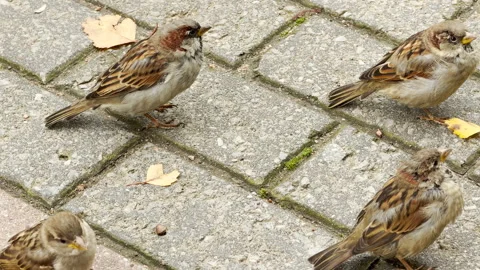 Several cute sparrows forage for food on a stone-paved sidewalk. Stock Footage 344971576