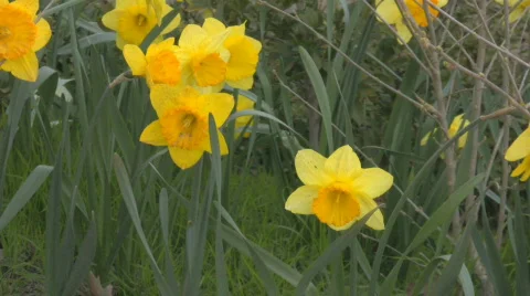 Several daffodils swaying in the wind Video stock 526551