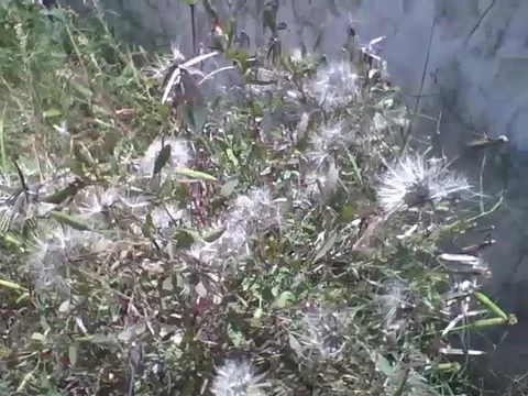 Several dandelion plants on the road, the one we blow and fly! Stock Footage 162683592