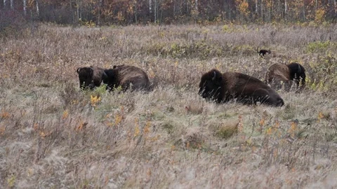 Several dark brown bison resting in the dry grass in a park setting. Grass Stock Footage 302208186