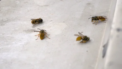 Several dead and alive bees on a white clean window-sill. Stock Footage 118204100