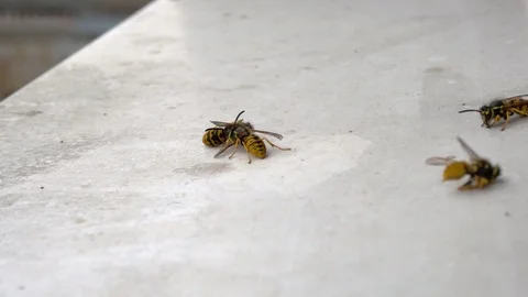 Several dead bees on a white clean window-sill. Vídeo Stock 118204042
