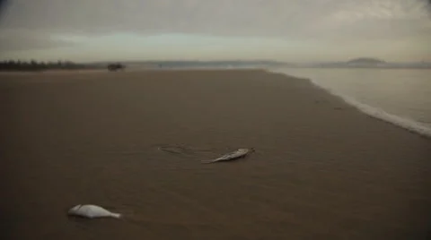 Several dead fish thrown on the beach. Quiet waves, sea, beautiful bay and sky. Video stock 44265365