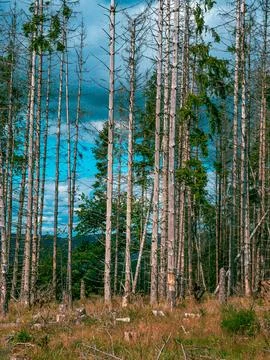 Several dead trees in a German forest Stock-Fotos
