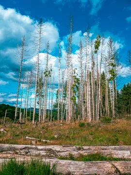 Several dead trees in a German forest 스톡 사진