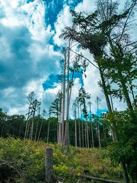 Several dead trees in a German forest Stock-Fotos