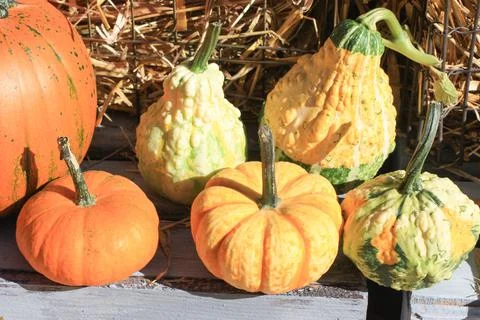 Several decorative pumpkins lie on a box Stock Photos