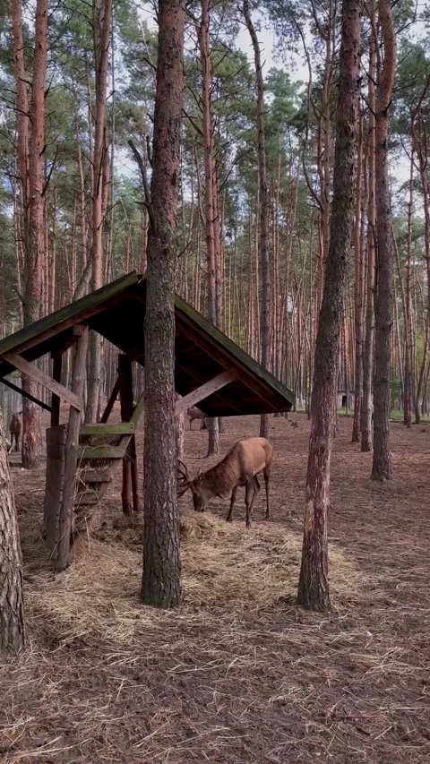 The several deer are walking in the pine forest and eating hay Stock Footage 279081877