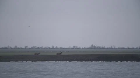 Several Deer Coming in the Distance in a Field Next to the River Over Which Stock Footage 64223195