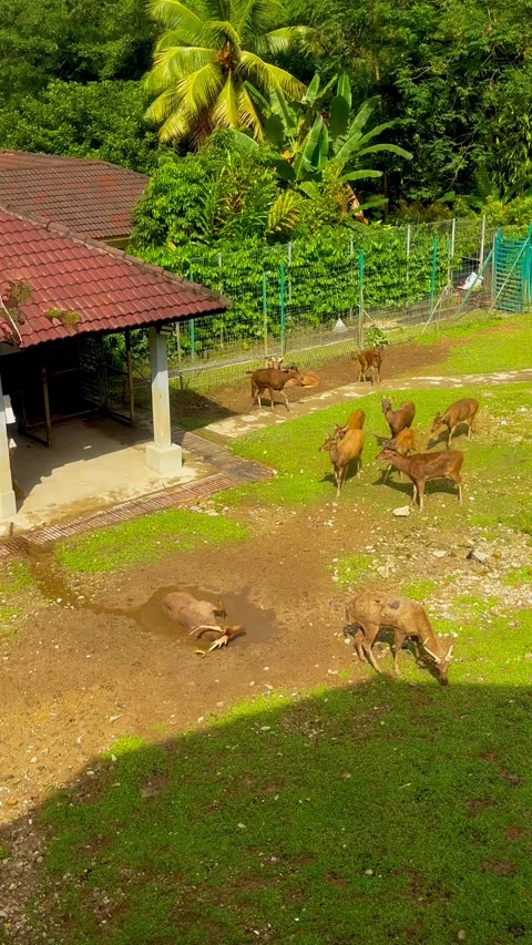 Several deer rub antlers in mud, shedding velvet and causing bleeding Stock Footage 302473567