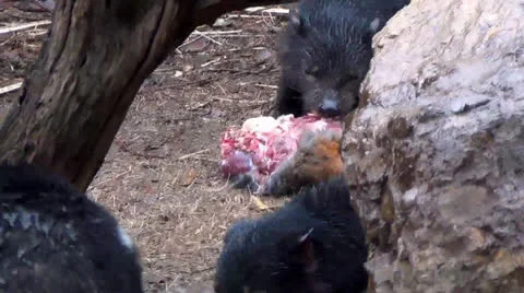 Several devils feeding Stock Footage 26314720