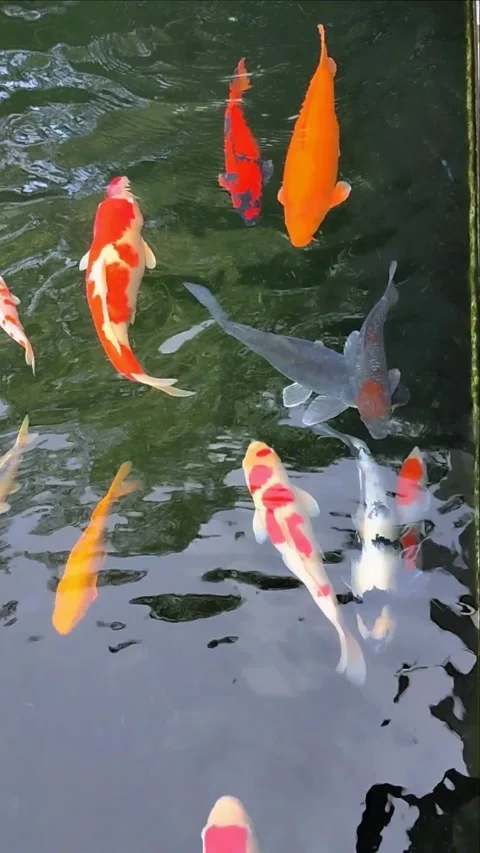 Several different and colorful koi fishes Stock Footage 238531934