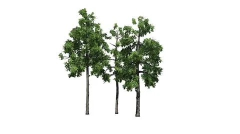 Several different Black Gum trees - isolated on white background Illustrazione stock