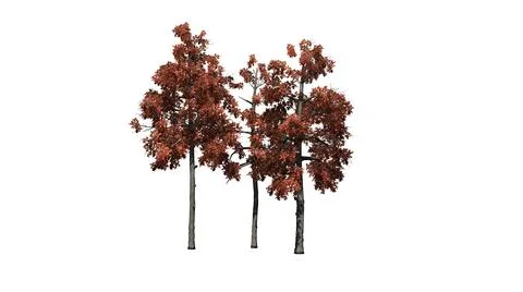 Several different Black Gum trees in the autumn Illustrazione stock