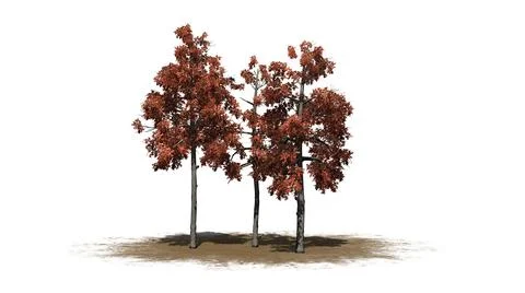 Several different Black Gum trees in the autumn on a sand area Иллюстрация