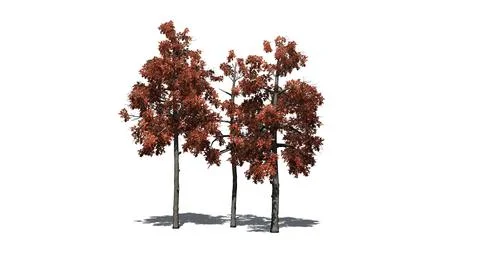 Several different Black Gum trees in the autumn with shadow on the floor Illustrazione stock