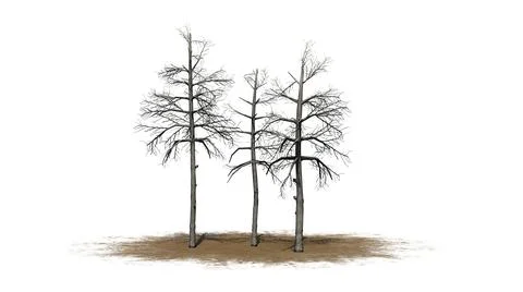 Several different Black Gum trees in the winter on a sand area Stock Illustration