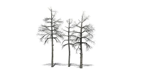 Several different Black Gum trees in the winter with shadow on the floor Illustrazione stock