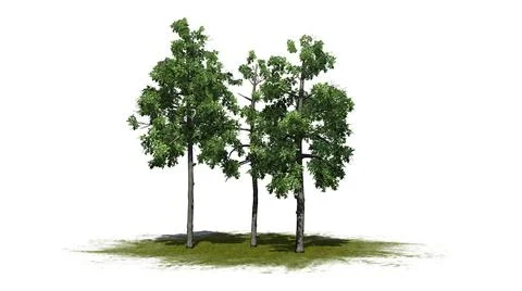 Several different Black Gum trees on a green area 스톡 일러스트