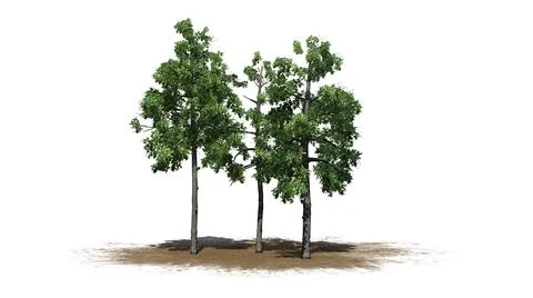 Several different Black Gum trees on a sand area 스톡 일러스트