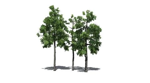 Several different Black Gum trees with shadow on the floor Stock Illustration