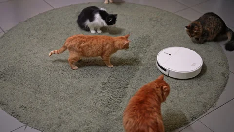 Several different colored cats cautiously gather around moving robotic vacuum Stock Footage 342743483