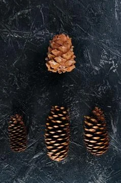Several different cones of a coniferous tree Stock Photos