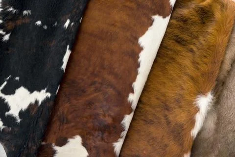 Several different Cow skin, Pattern texture Stock Photos