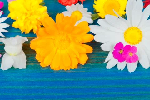 Several different flowers on blue background Stock Photos