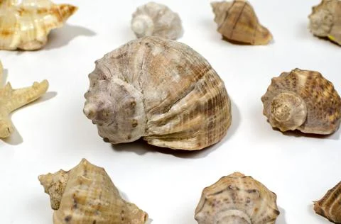 Several different mollusk shells close-up on a white background Foto stock