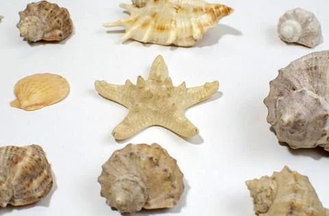 Several different mollusk shells close-up on a white background Foto stock