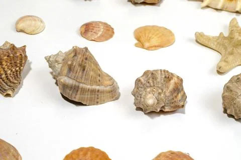 Several different mollusk shells close-up on a white background Stock Photos