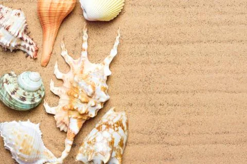 Several different seashells in the sand, top view. Background on resort theme 스톡 사진