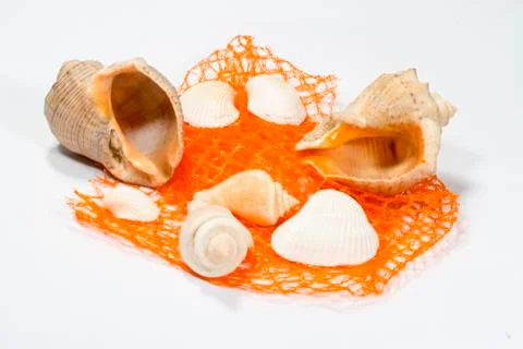 Several different shells and red network together Foto stock