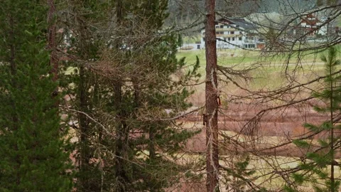 Several different squirrels playing with each other on a tree Stock Footage 208961249