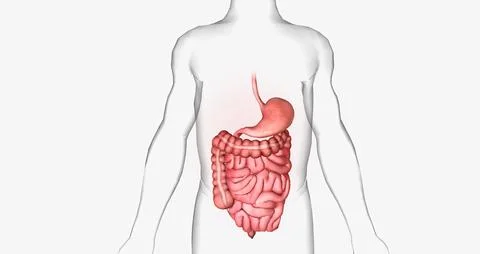 Several different viruses cause gastroenteritis, including norovirus, rotavir Stock Illustration