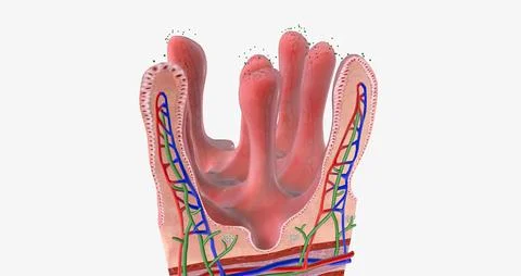Several different viruses cause gastroenteritis, including norovirus, rotav.. Illustrazione stock