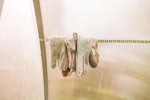 Several dirty work gloves hang from a metal bar in a greenhouse, used for Stock Photos