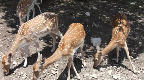 Several doe deer feeding. Vidéo 34573292