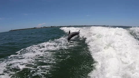 Several dolphins behind boat Vídeos de archivo 219237537